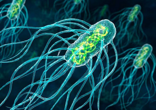 Фото - Бактерий смогли превратить в нанороботов