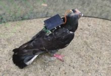 Фото - Учёные оснастили голубя мозговым имплантом с питанием от солнечной батареи — это добавило птице дистанционное управление